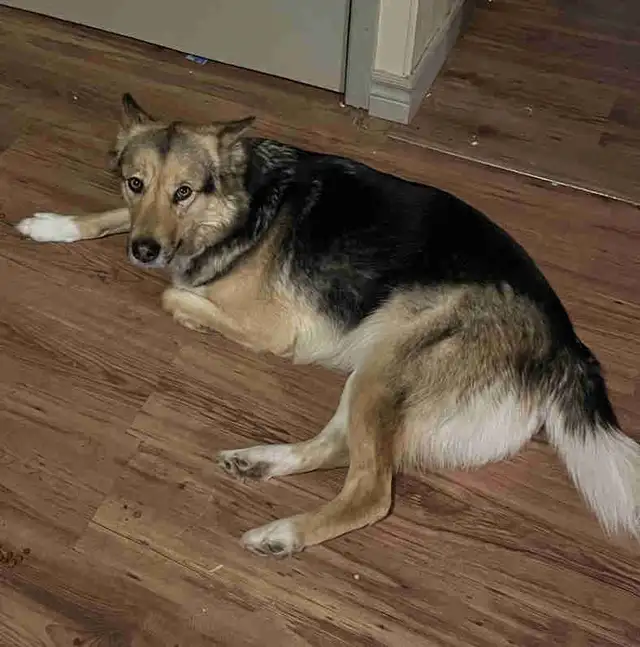 German shepherd cross rehome
