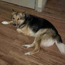 German shepherd cross rehome