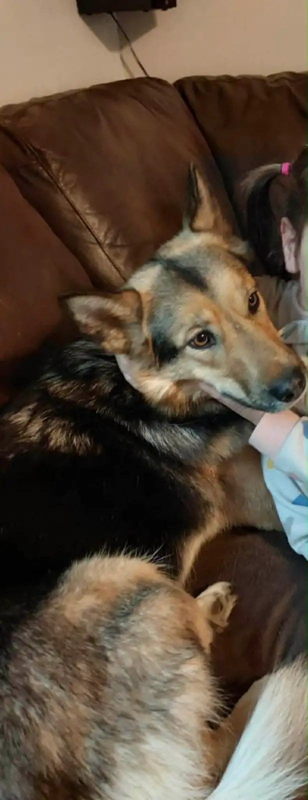 German shepherd cross rehome - Photo 2