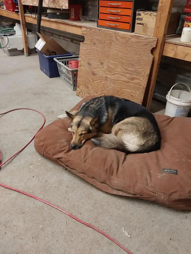 German shepherd cross rehome - Photo 3