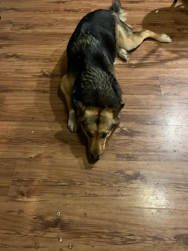 German shepherd cross rehome - Photo 4