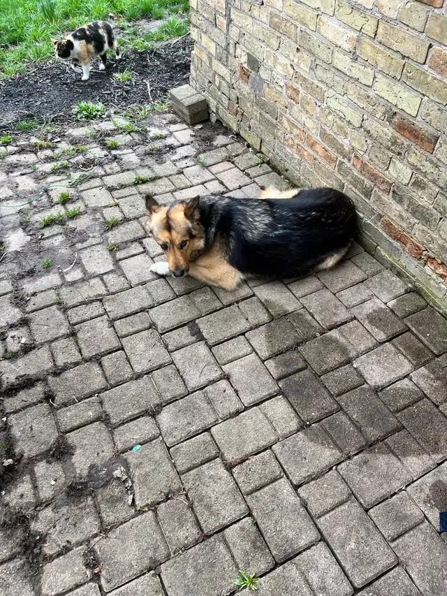 German shepherd cross rehome - Photo 5