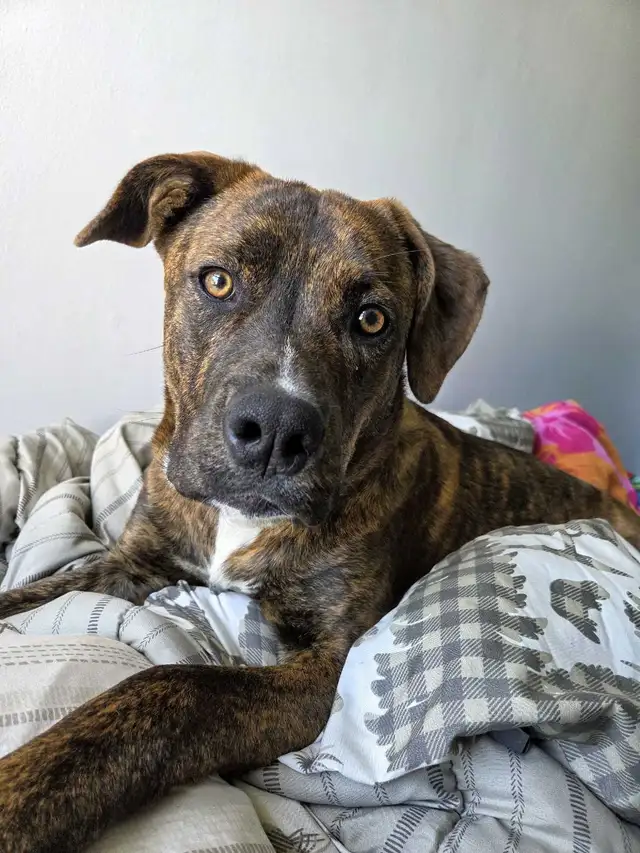 LOOKING FOR A 'FUR-EVER' LOVING HOME