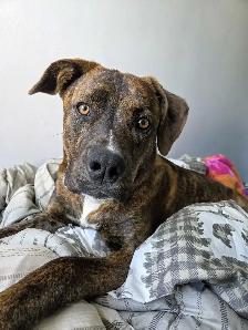 LOOKING FOR A 'FUR-EVER' LOVING HOME