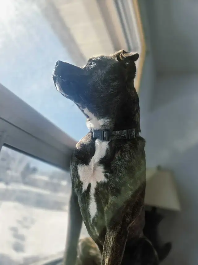 LOOKING FOR A 'FUR-EVER' LOVING HOME - Photo 2