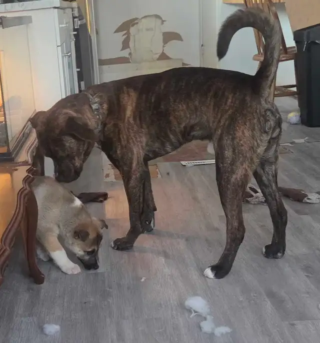 LOOKING FOR A 'FUR-EVER' LOVING HOME - Photo 3