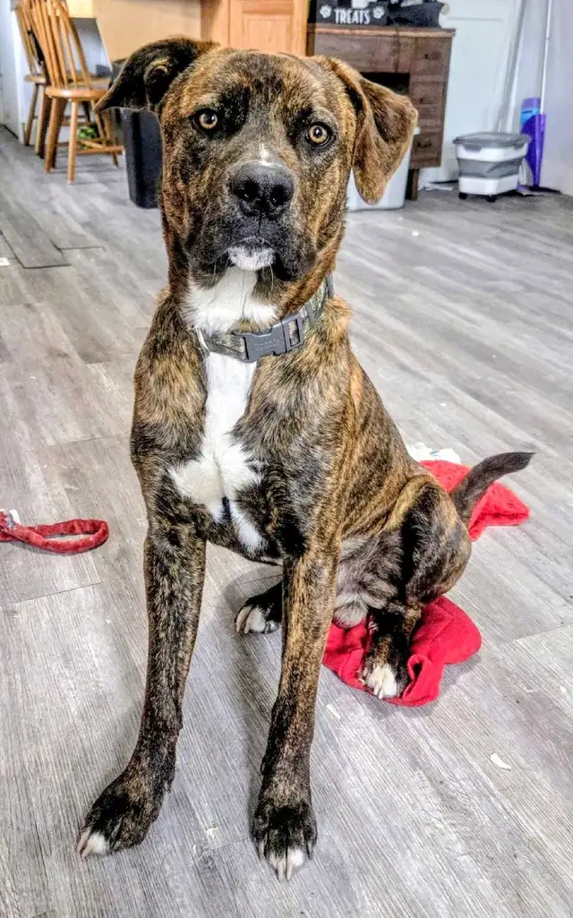 LOOKING FOR A 'FUR-EVER' LOVING HOME - Photo 4