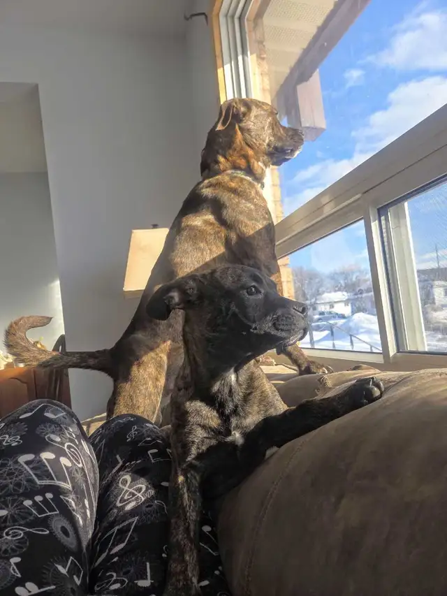 LOOKING FOR A 'FUR-EVER' LOVING HOME - Photo 5