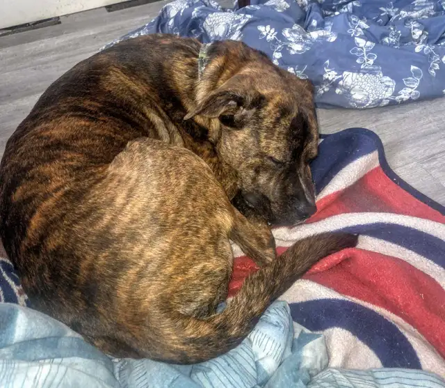 LOOKING FOR A 'FUR-EVER' LOVING HOME - Photo 7