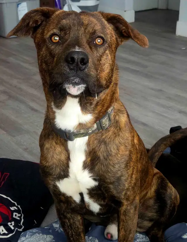 LOOKING FOR A 'FUR-EVER' LOVING HOME - Photo 10