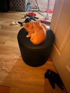 3 Orange Kitten available to go to Good Home