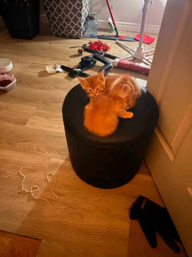 3 Orange Kitten available to go to Good Home - Photo 2