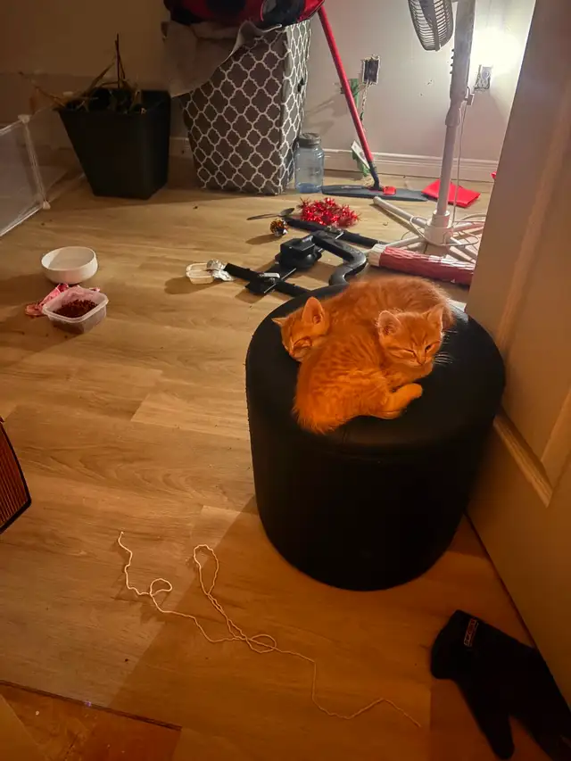 3 Orange Kitten available to go to Good Home - Photo 3