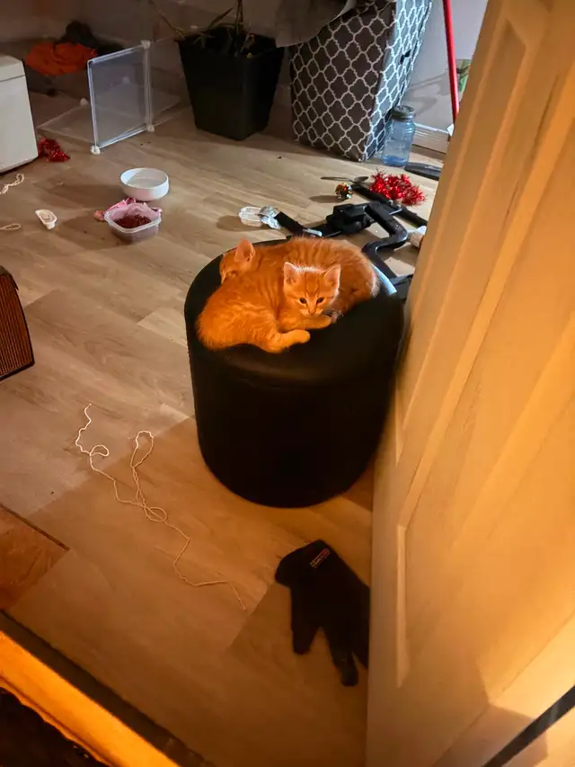 3 Orange Kitten available to go to Good Home - Photo 4