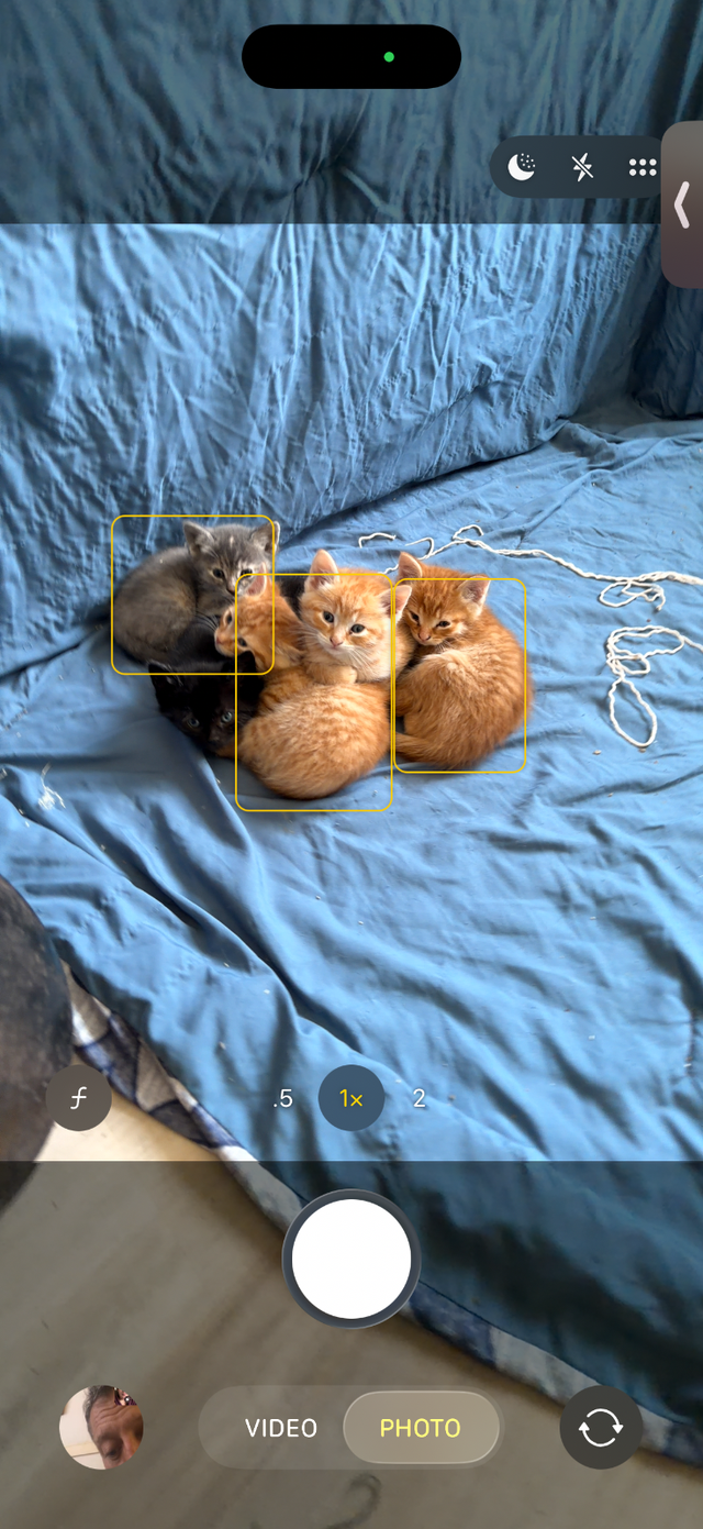 3 Orange Kitten available to go to Good Home - Photo 5