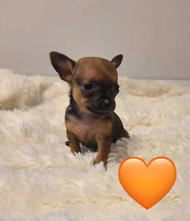 Chihuahua puppies