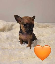 Chihuahua puppies