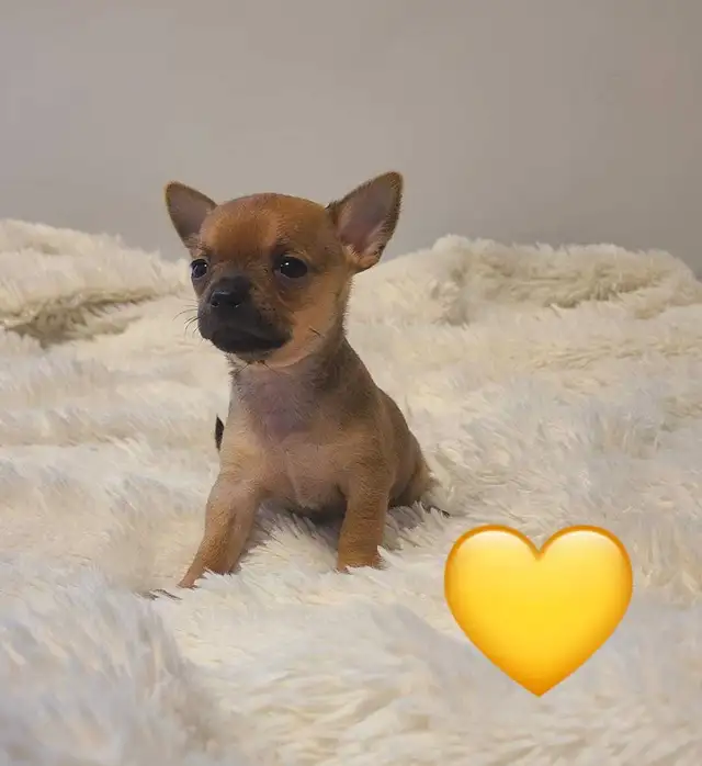 Chihuahua puppies - Photo 2