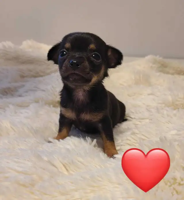 Chihuahua puppies - Photo 3