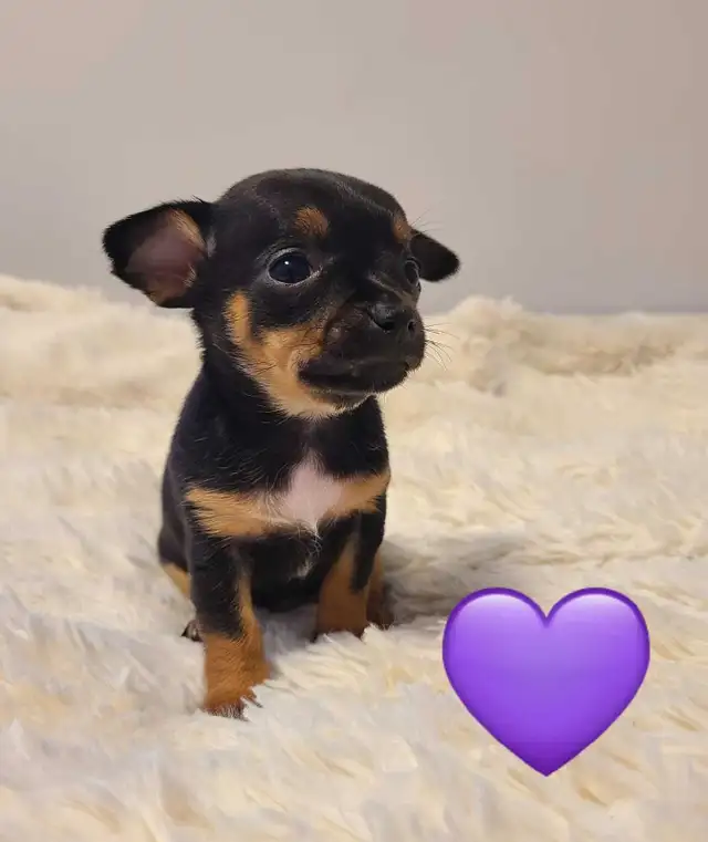 Chihuahua puppies - Photo 4