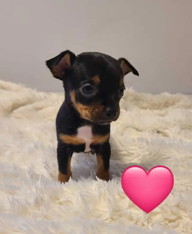 Chihuahua puppies - Photo 5