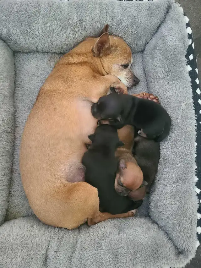 Chihuahua puppies - Photo 6