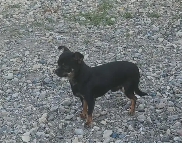 Chihuahua puppies - Photo 7