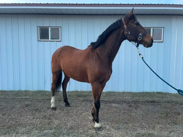 Warmblood Gelding