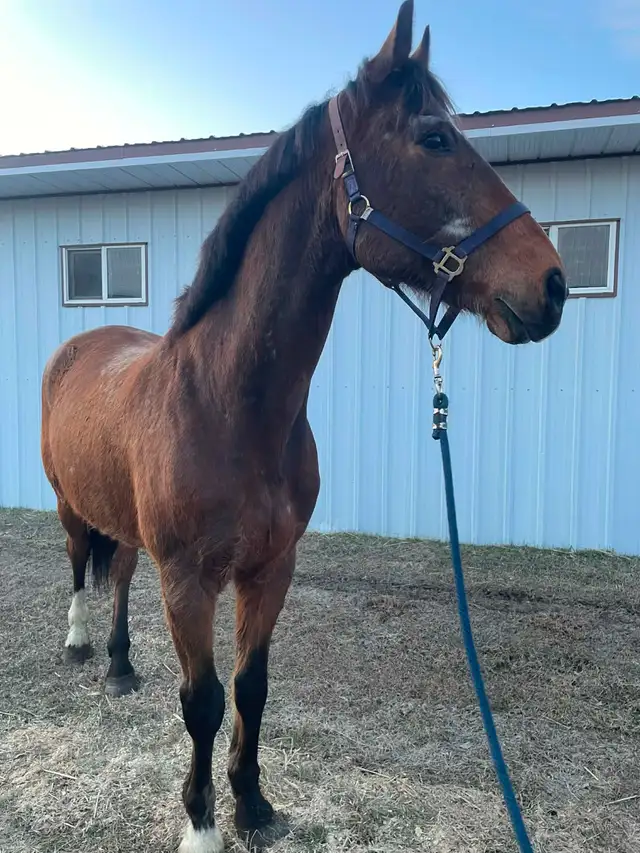 Warmblood Gelding - Photo 2