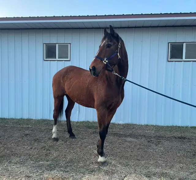 Warmblood Gelding - Photo 3