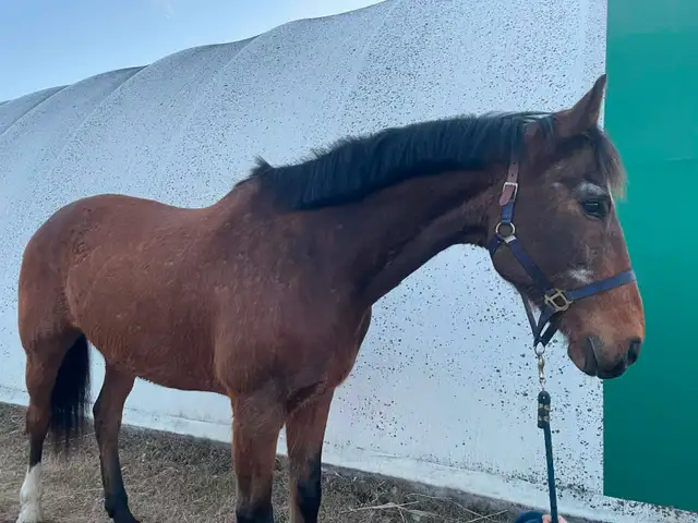 Warmblood Gelding - Photo 4