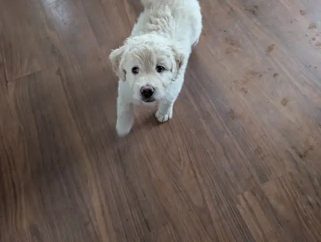 Aussidoodle (Prêt a partir)