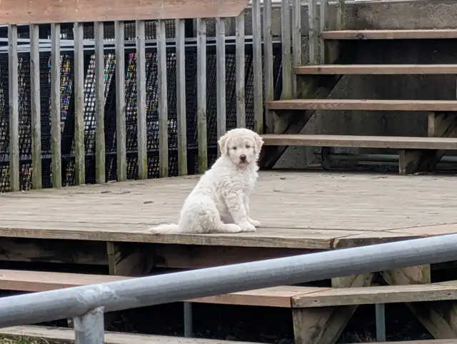 Aussidoodle (Prêt a partir) - Photo 2