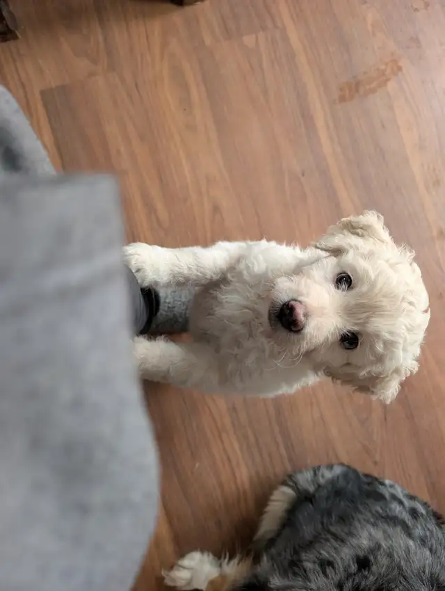 Aussidoodle (Prêt a partir) - Photo 3