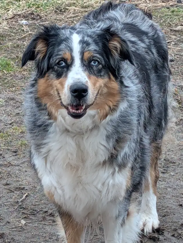 Aussidoodle (Prêt a partir) - Photo 4