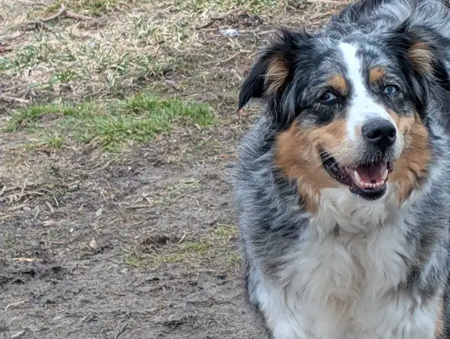 Aussidoodle (Prêt a partir) - Photo 5