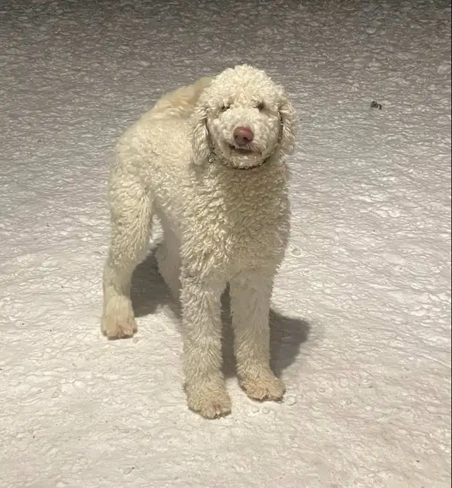 Aussidoodle (Prêt a partir) - Photo 6