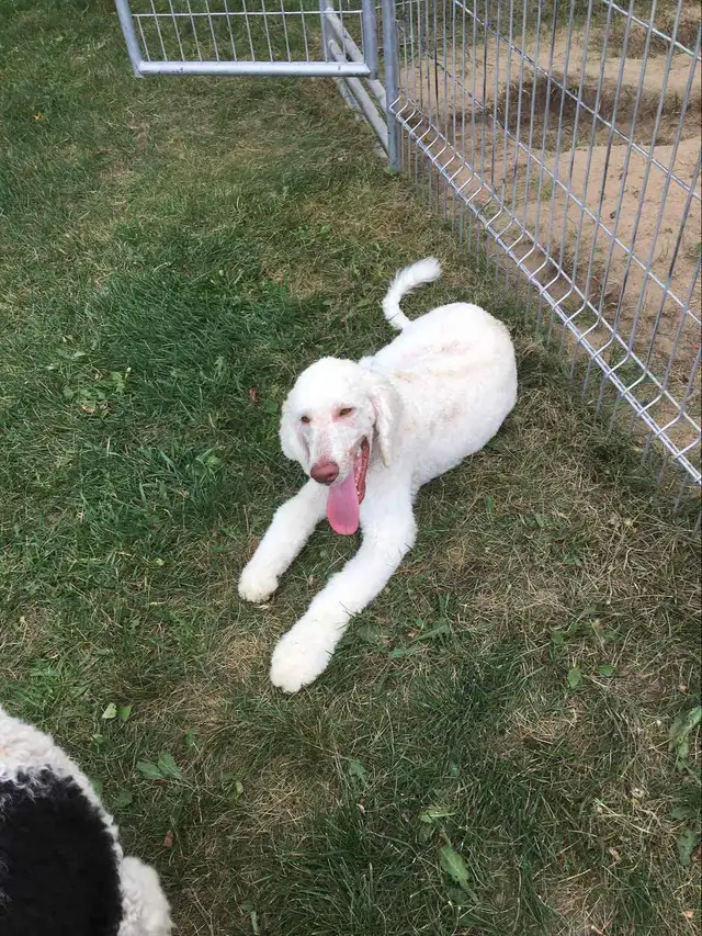 Aussidoodle (Prêt a partir) - Photo 7