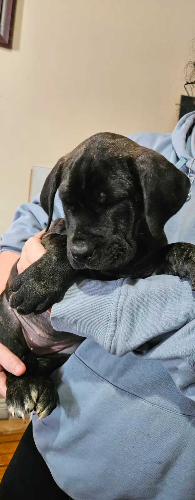 Cane corso puppies