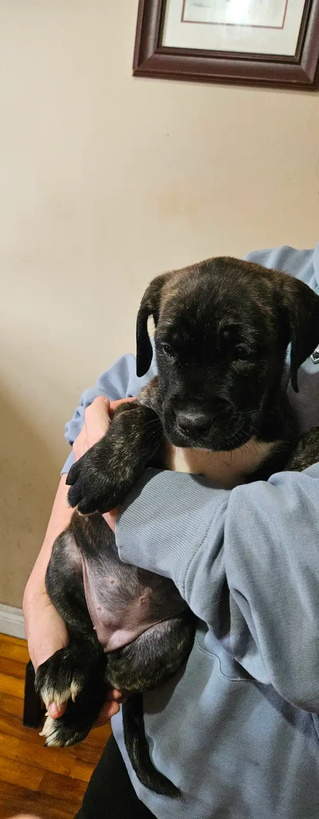 Cane corso puppies - Photo 2