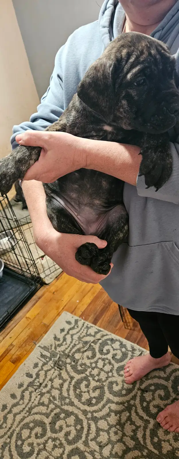 Cane corso puppies - Photo 3