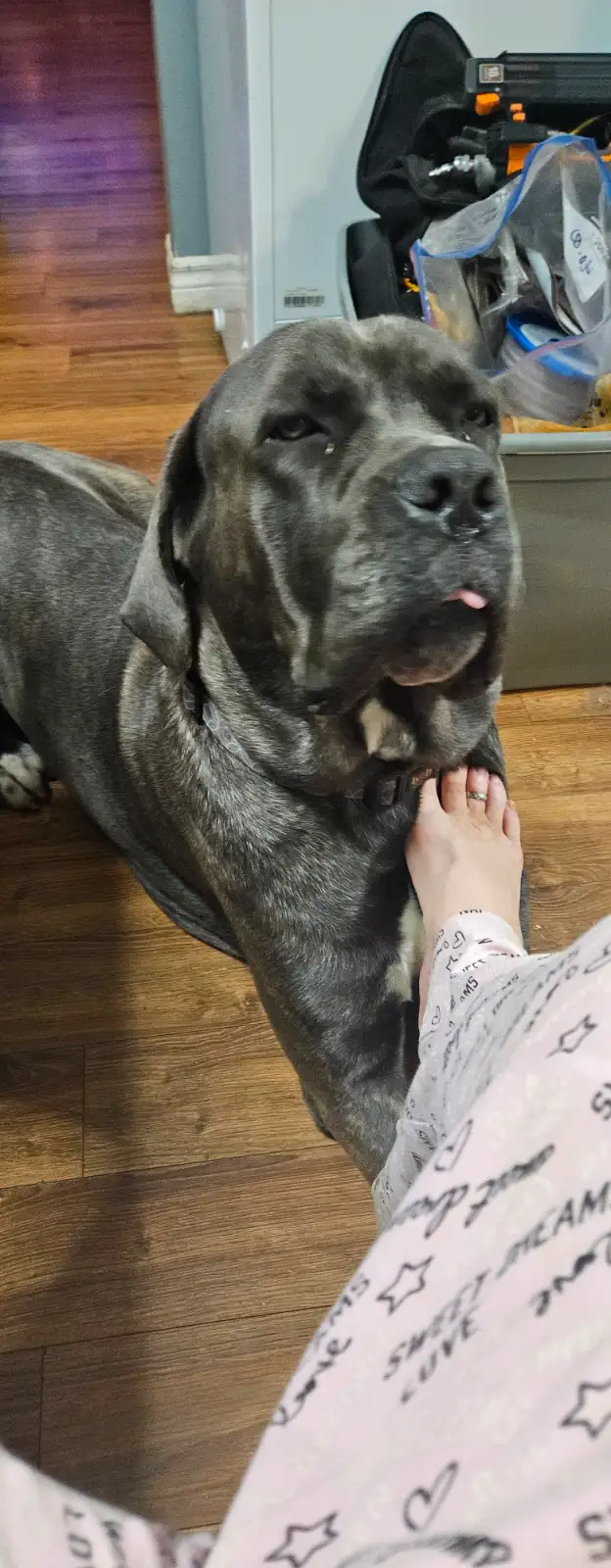 Cane corso puppies - Photo 4