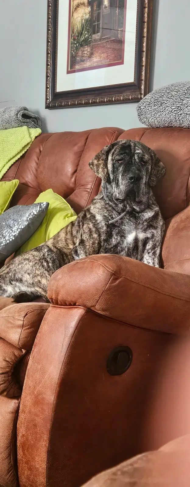 Cane corso puppies - Photo 5