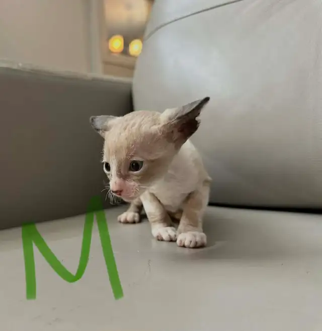 Rex cornish - Photo 2