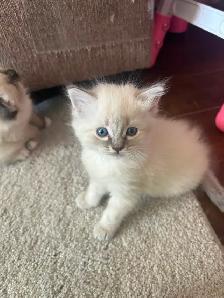 Ragdoll/Siamese kittens