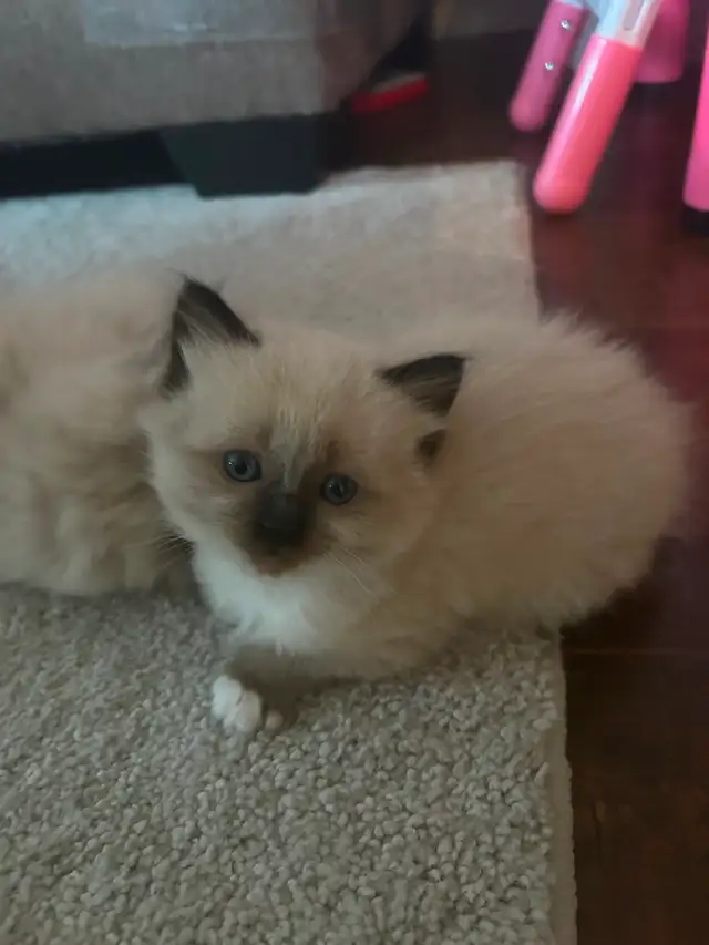 Ragdoll/Siamese kittens - Photo 2