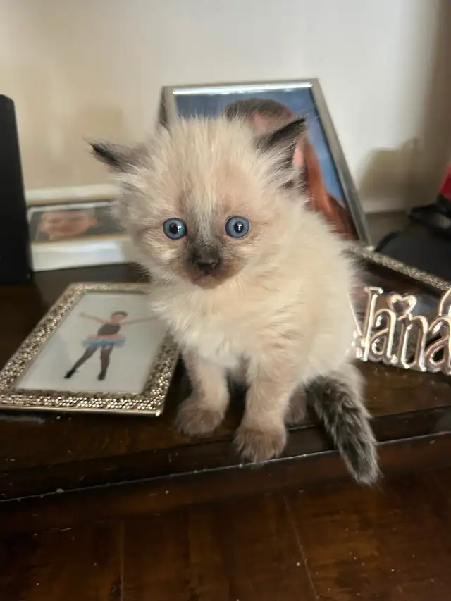 Ragdoll/Siamese kittens - Photo 3