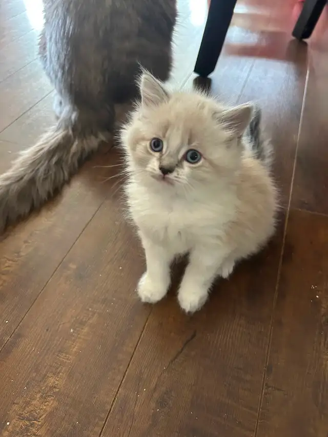 Ragdoll/Siamese kittens - Photo 4