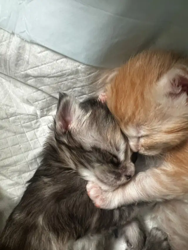 Meet Your Future Gentle Giant – Purebred Maine Coon Kittens - Photo 5