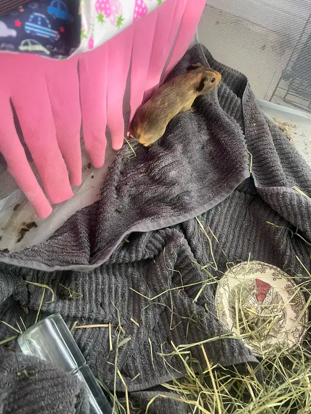 Guinea pigs - Photo 2